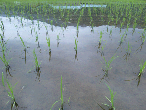 山田錦田植え10日後