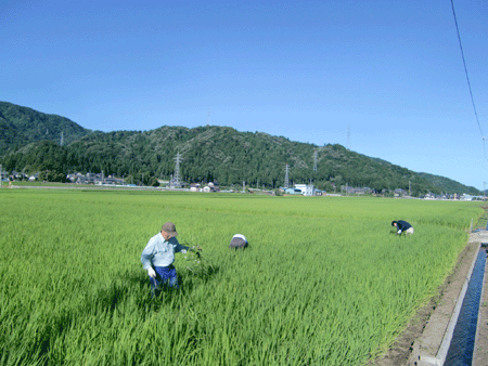 山田錦は、田植えから２カ月です。