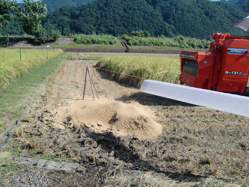 こしひかりは、稲刈り最盛期です。