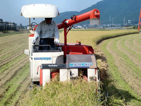 山田錦の稲刈り