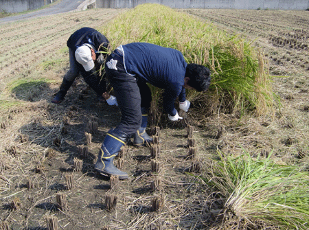 山田錦を手刈りしました