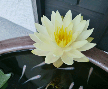 睡蓮の花が咲きました！