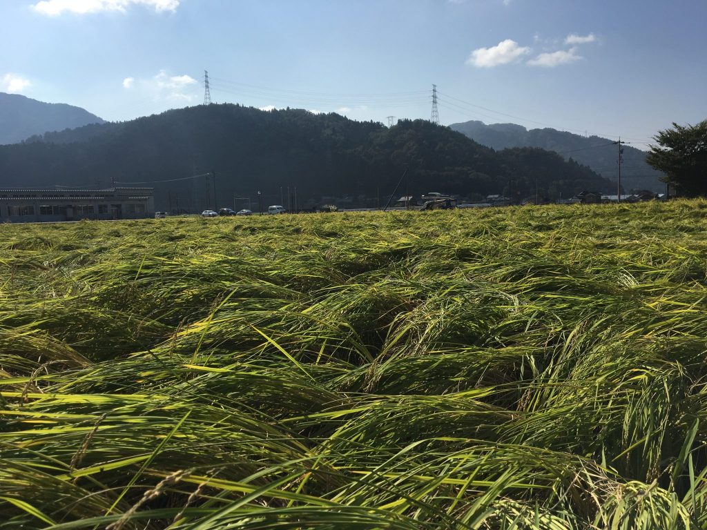 倒伏した山田錦の稲刈り