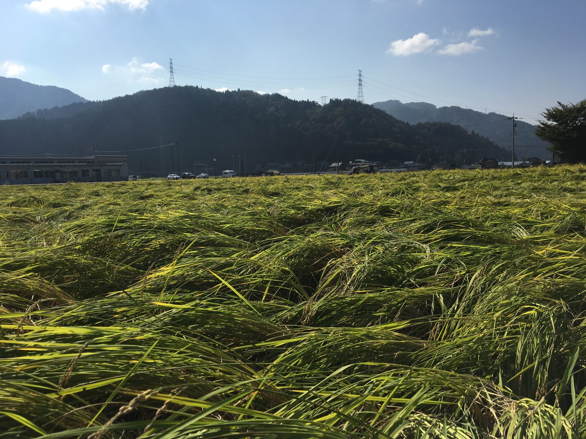 倒伏した山田錦の稲刈りは、大変です。