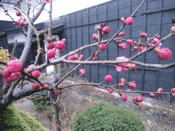 20120326.gif